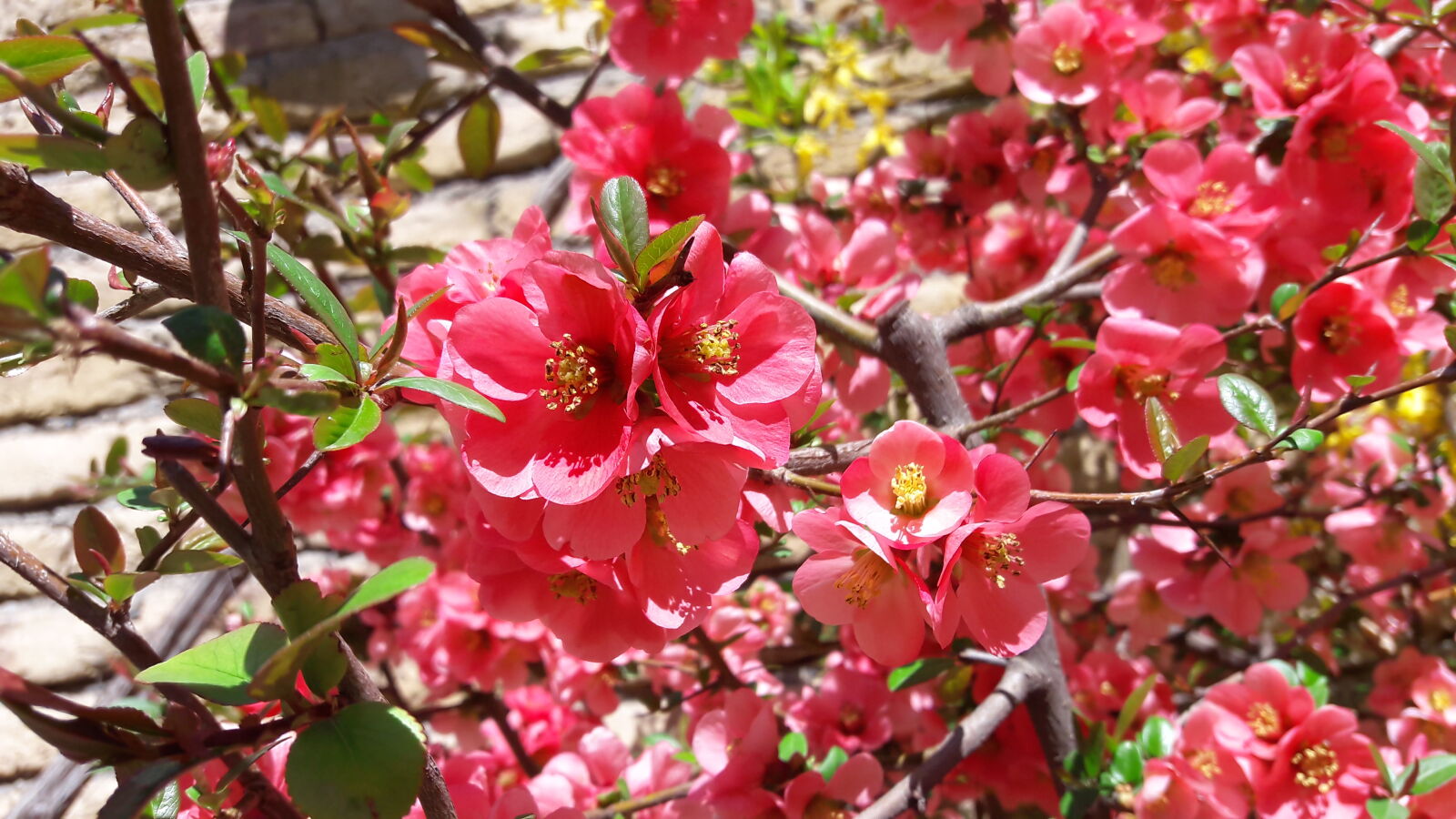 Samsung Galaxy J7 sample photo