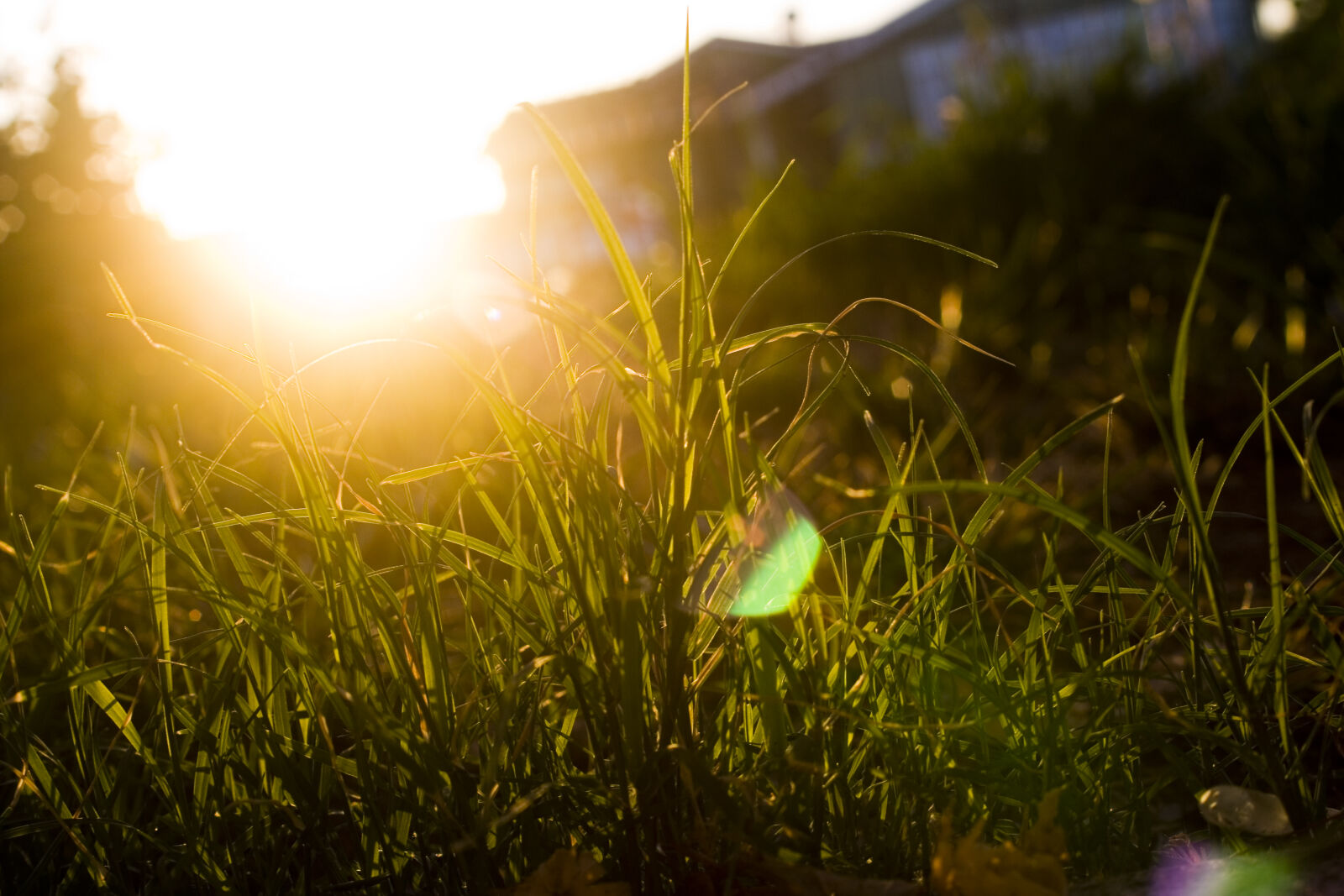 Canon EOS 350D (EOS Digital Rebel XT / EOS Kiss Digital N) sample photo. Bokeh, community, grass, lawn photography