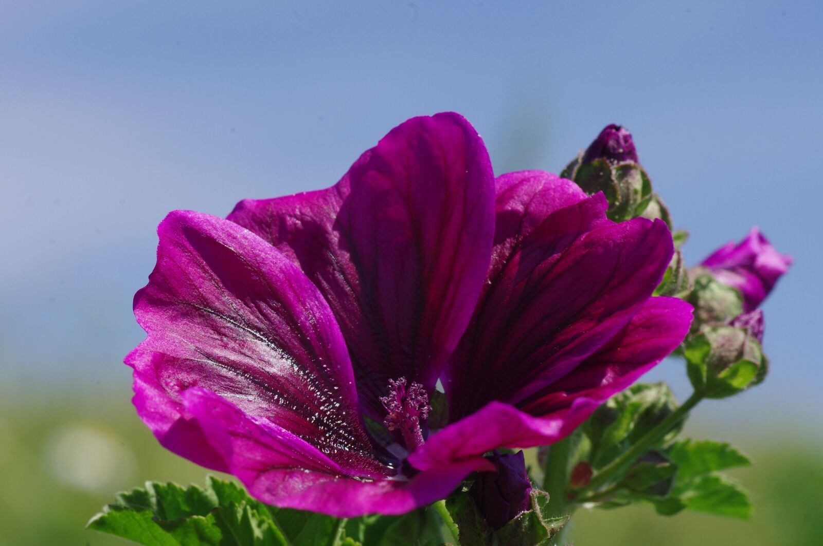 Pentax K-x sample photo. Blossom, bloom, flower photography