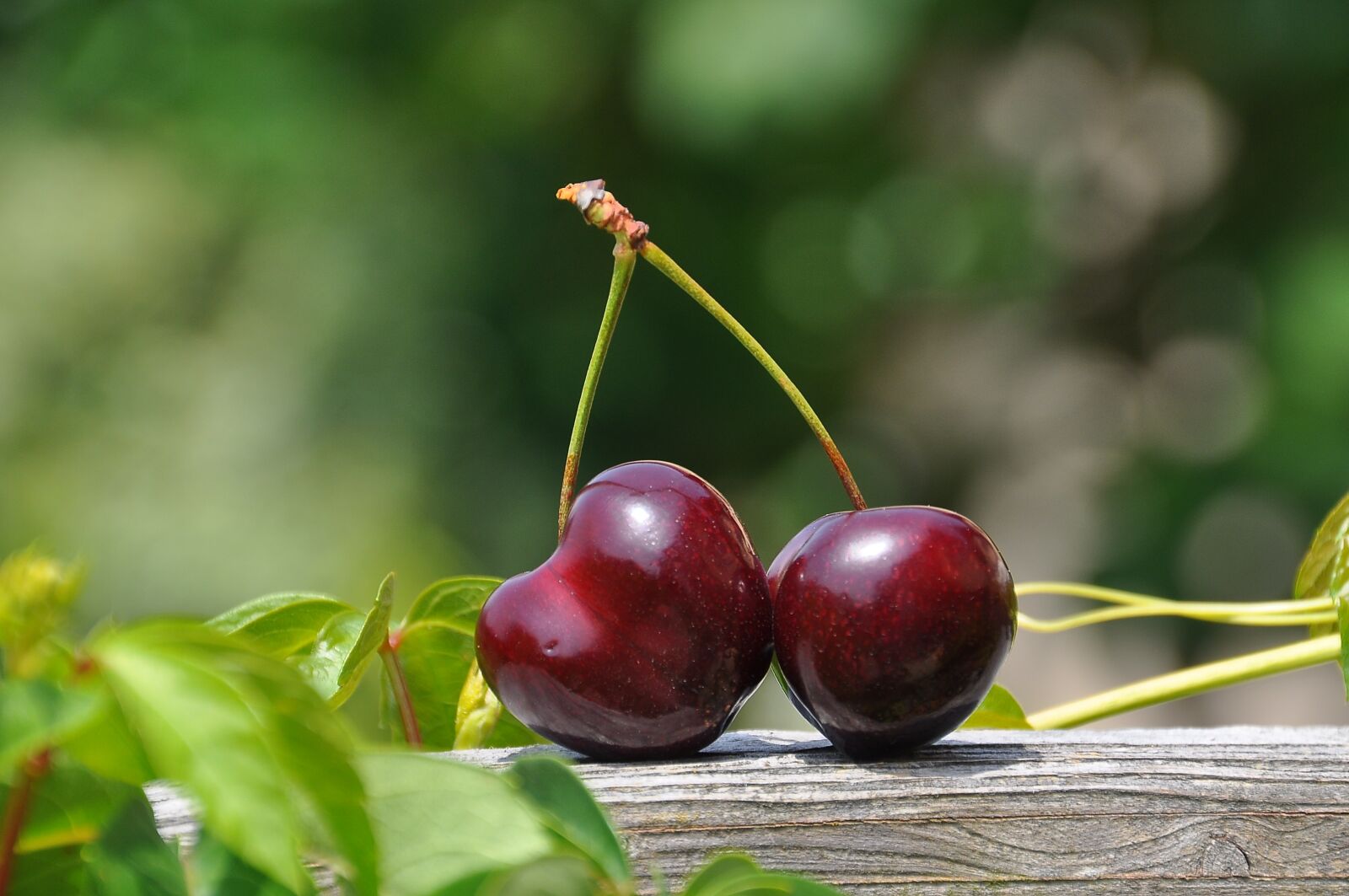 Nikon D90 sample photo. Cherry, pair, fruits photography