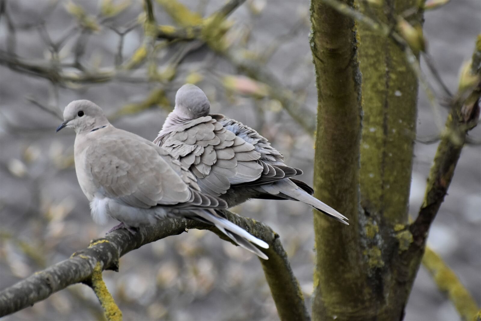 Nikon D7200 sample photo. Birds, dove, nature photography