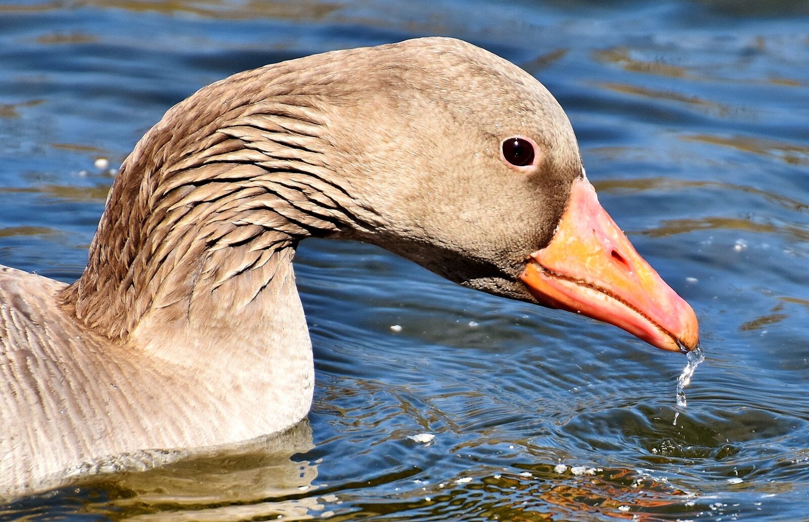 Nikon D7200 sample photo. Goose, water bird, water photography