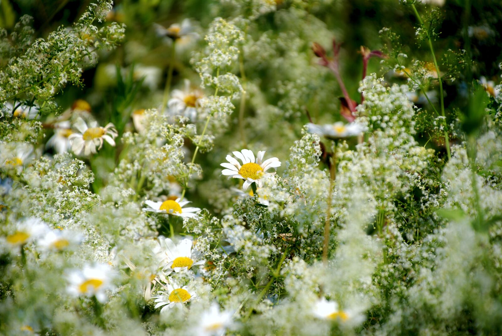 Nikon D80 sample photo. Chamomile, flower, wild flowers photography