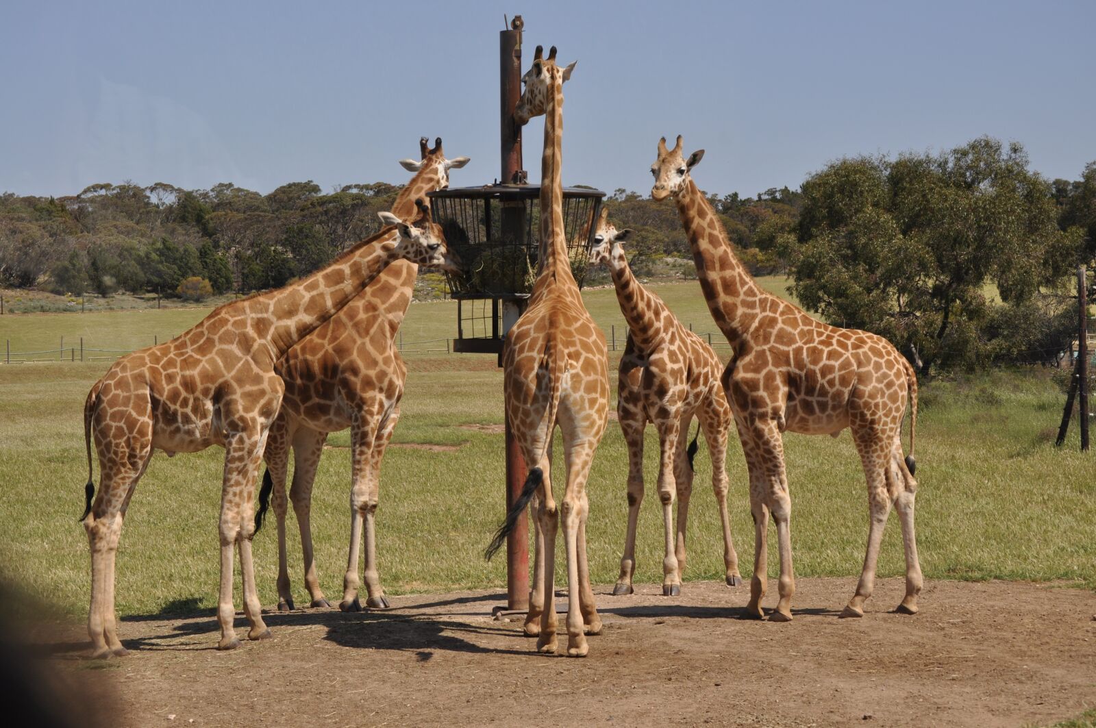 Nikon D5000 sample photo. Monarto zoo, zoo, outdoor photography