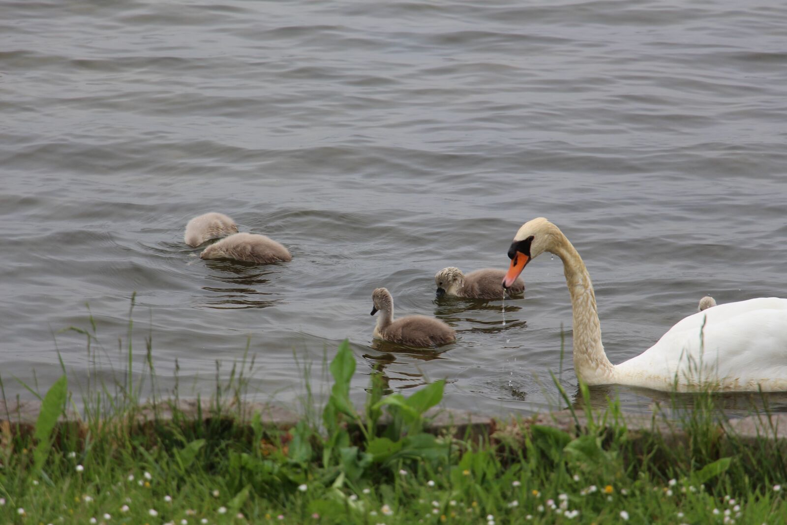 Canon EOS 700D (EOS Rebel T5i / EOS Kiss X7i) sample photo. Swan, nature, animal photography