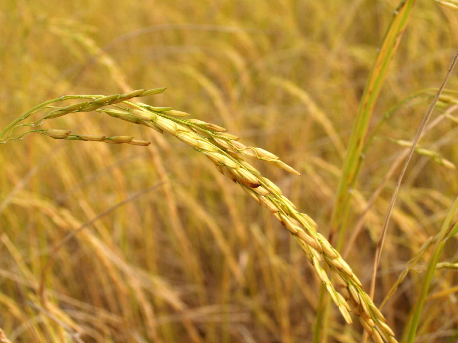 Olympus E-300 (EVOLT E-300) sample photo. Agriculture, asia, autumn, cereal photography