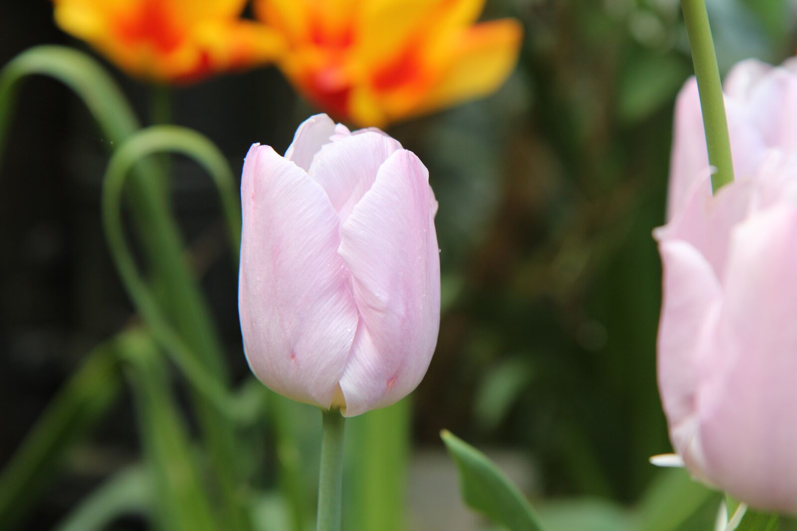 Canon EOS 600D (Rebel EOS T3i / EOS Kiss X5) sample photo. Tulip, tulip spring photography