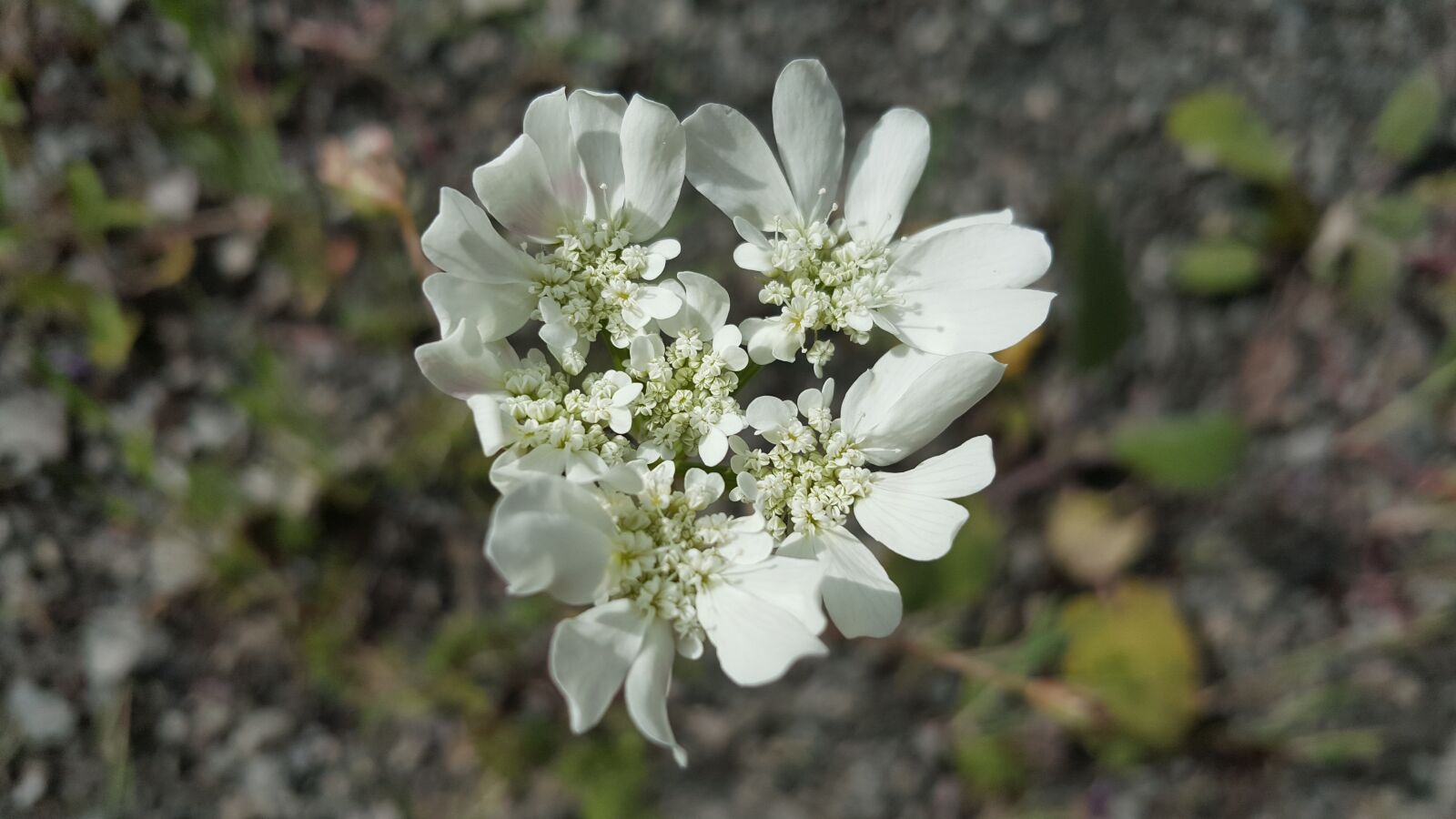 Samsung Galaxy Note5 sample photo. Flower, white, nature photography