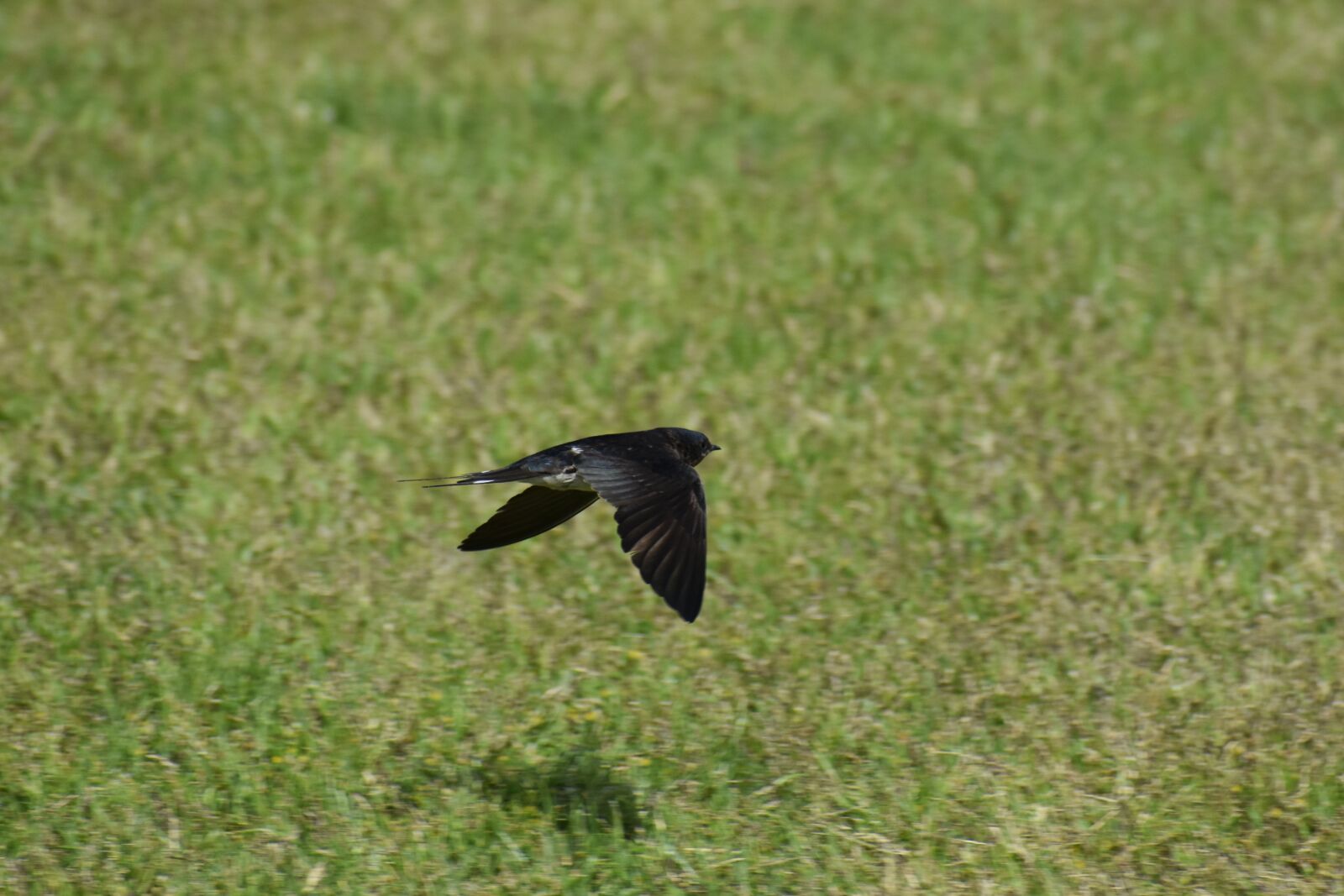 Nikon D7200 sample photo. Animal, park, lawn photography