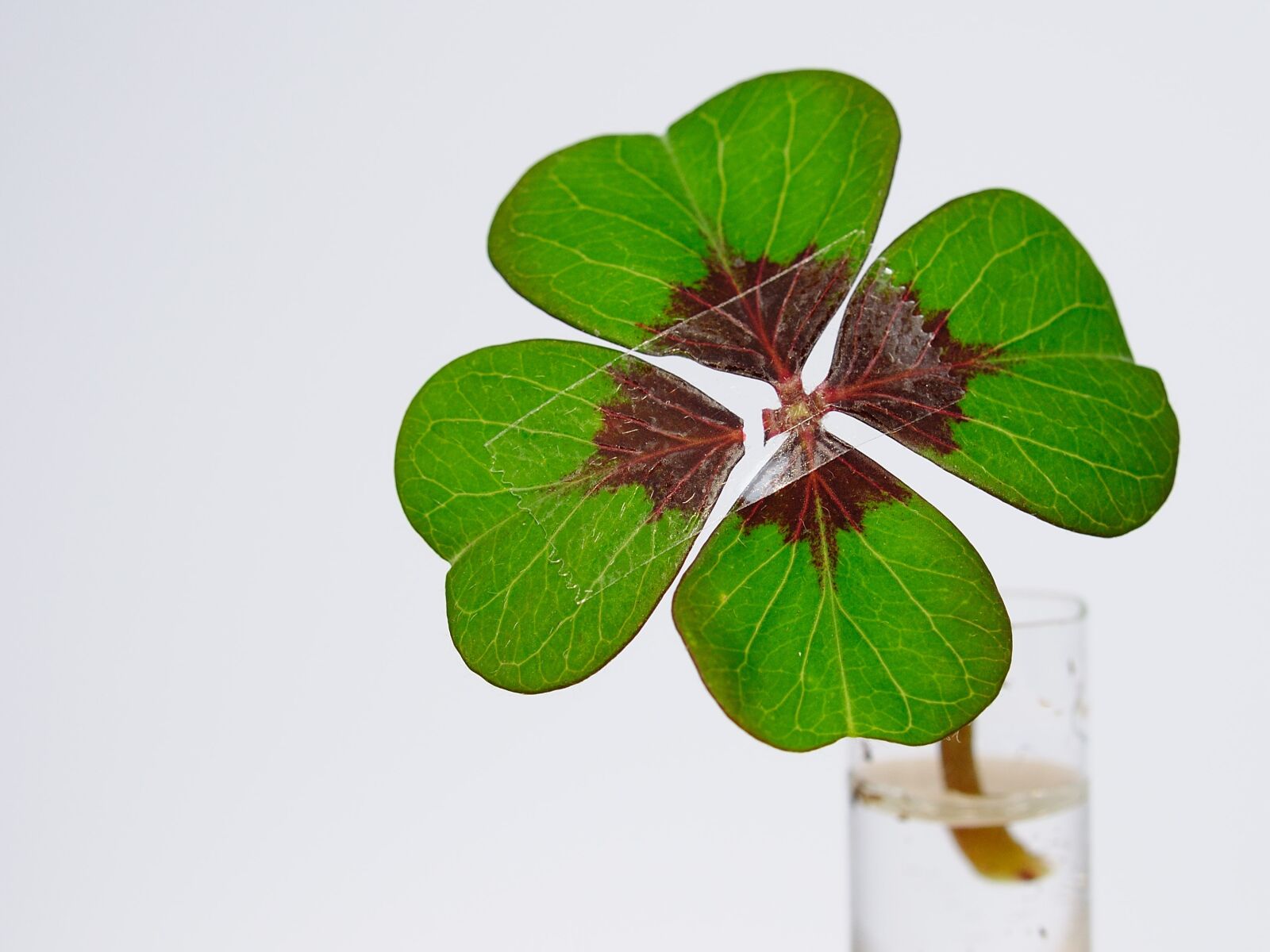 Nikon D90 sample photo. Four leaf clover, luck photography