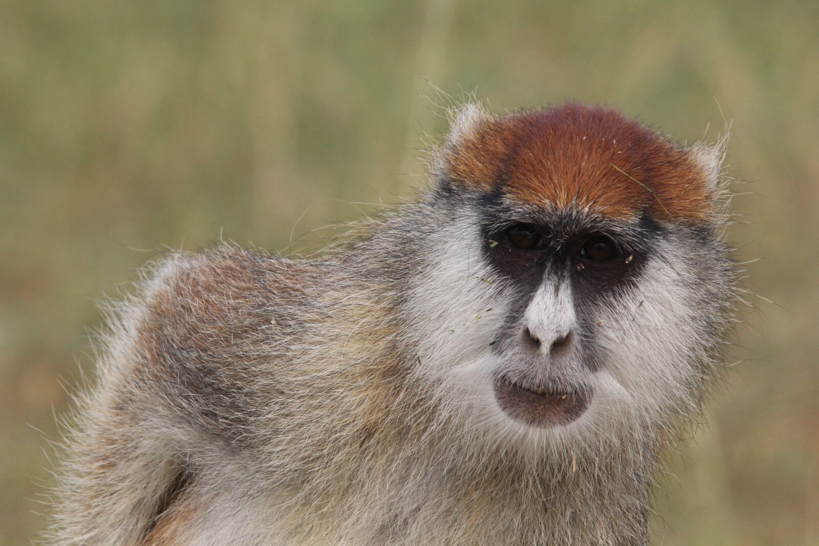 Canon EOS 60D sample photo. Monkey, close up, scratch photography