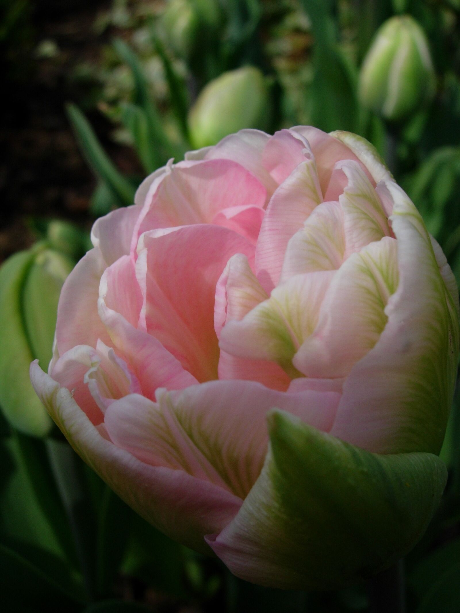 Nikon E5200 sample photo. Tulip, tulip pink, spring photography