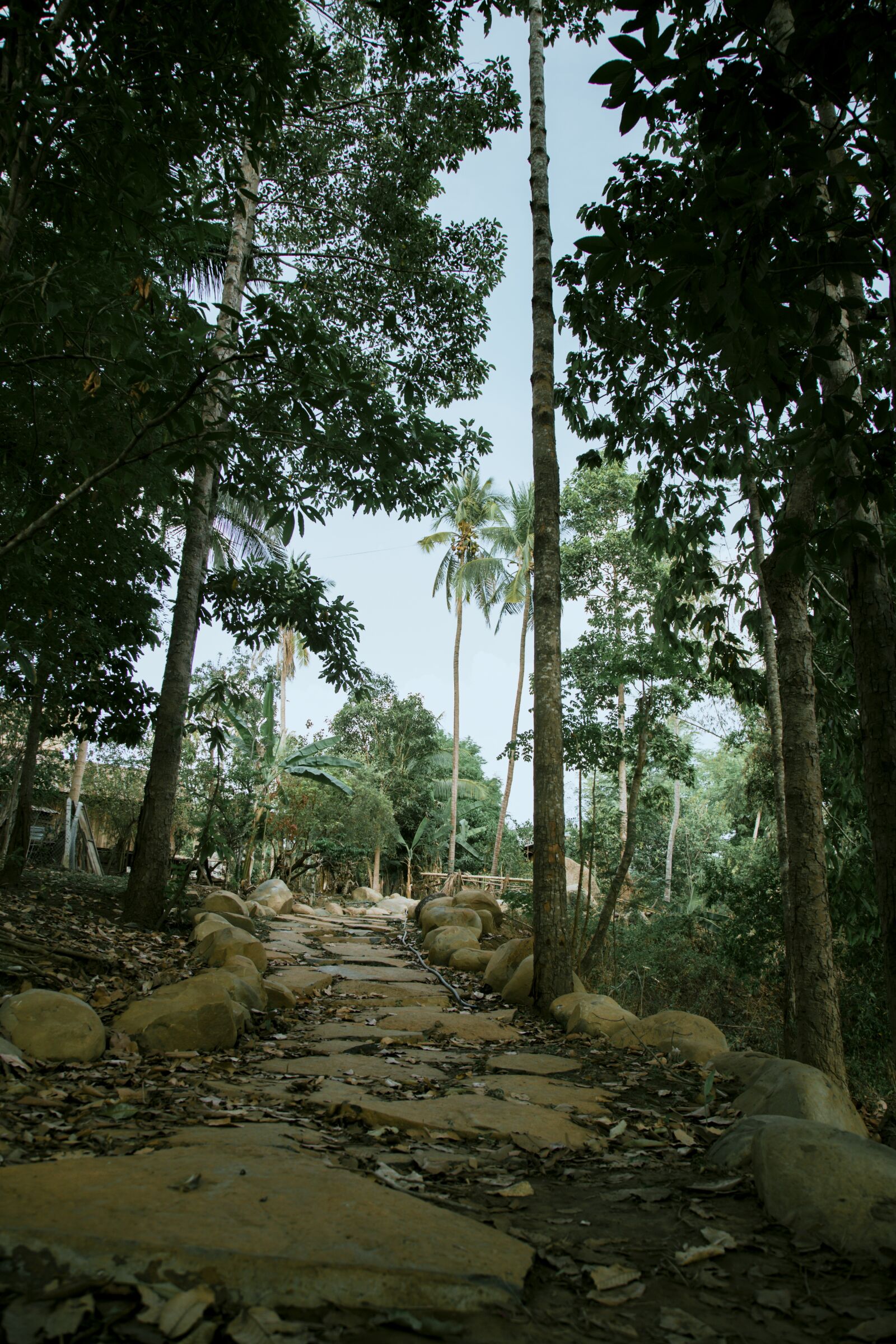 Canon EOS 6D + Canon EF 24-105mm F4L IS USM sample photo. Elephant, suspension bridges, trees photography