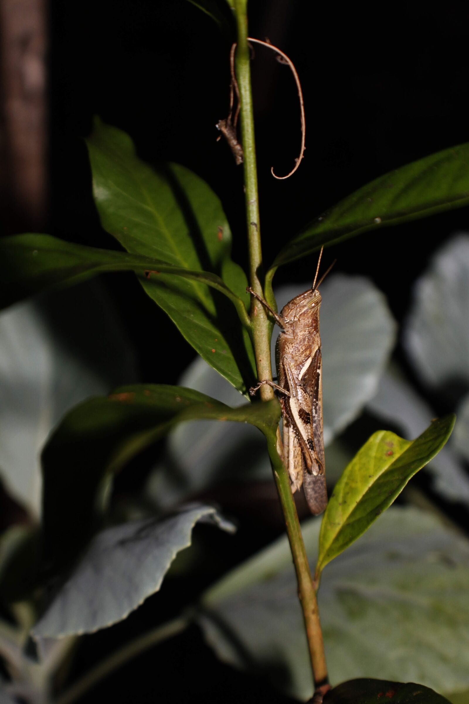 Canon EOS 1100D (EOS Rebel T3 / EOS Kiss X50) sample photo. Grasshopper, insect, antropod photography