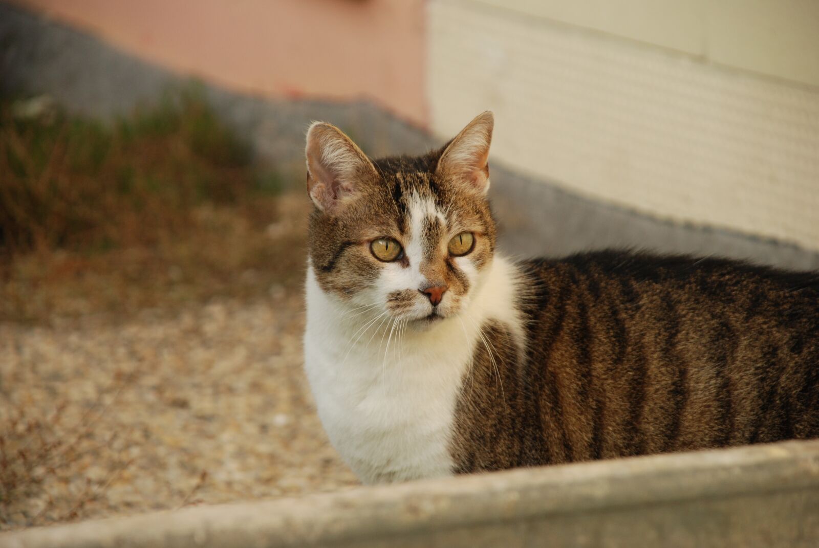 Nikon D80 sample photo. Cat, domestic cat, pet photography