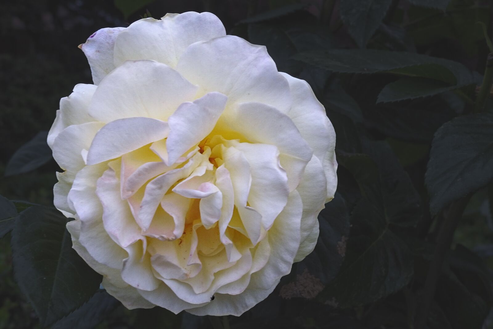 Nikon Coolpix P900 sample photo. Rose, white rose, blossom photography