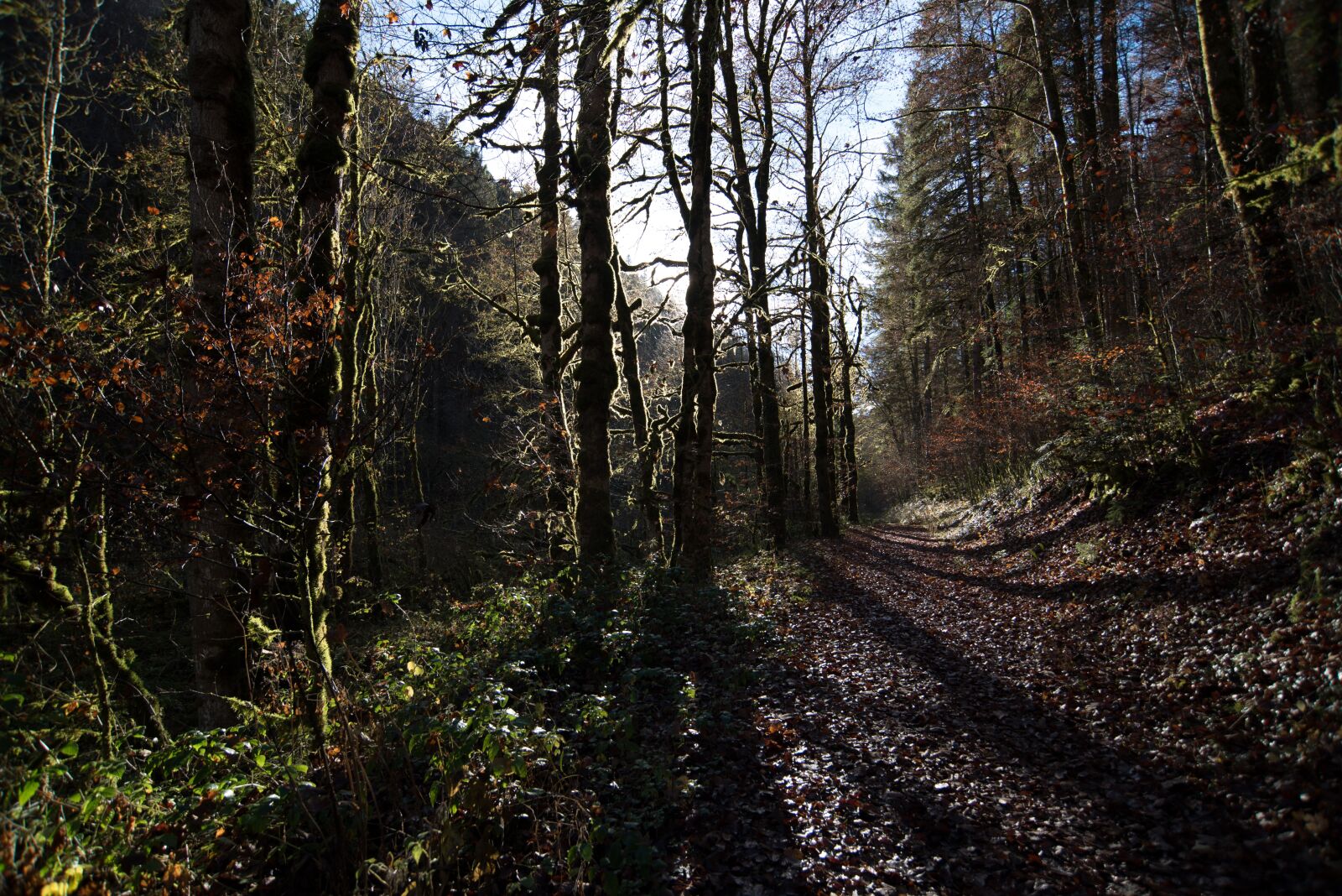 Nikon D750 sample photo. Forest, shadow, tree photography