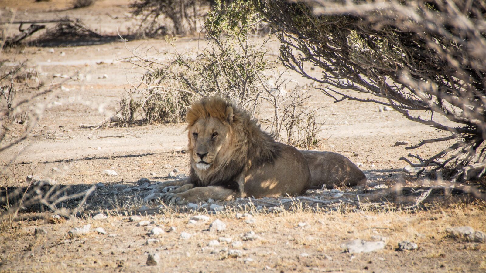Canon EOS 650D (EOS Rebel T4i / EOS Kiss X6i) sample photo. Namibia, wildlife, africa photography
