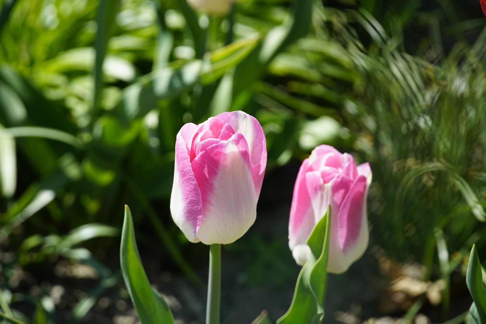 Sony a7R II + Sony E PZ 18-105mm F4 G OSS sample photo. Tulips, pink, white photography