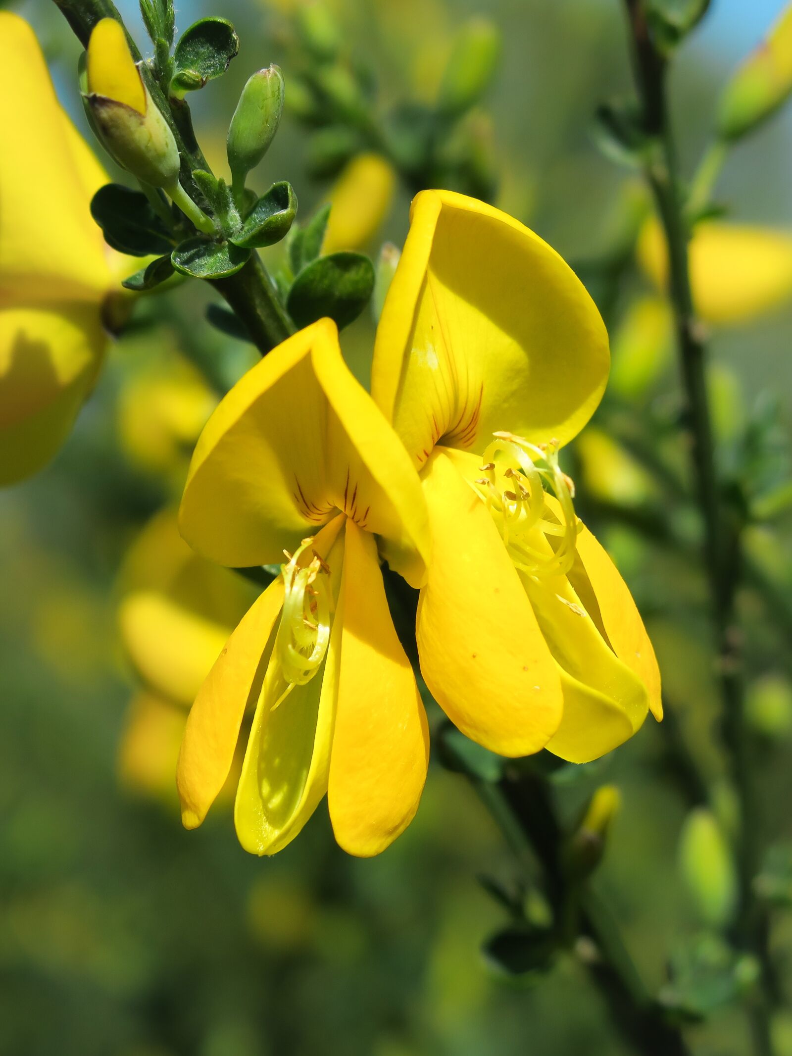 Canon PowerShot G3 X sample photo. Broom, gorse blossom, broom photography