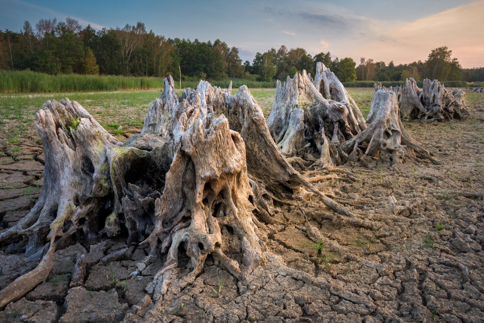 Nikon D7200 sample photo. Root, tree stump, dehydrated photography
