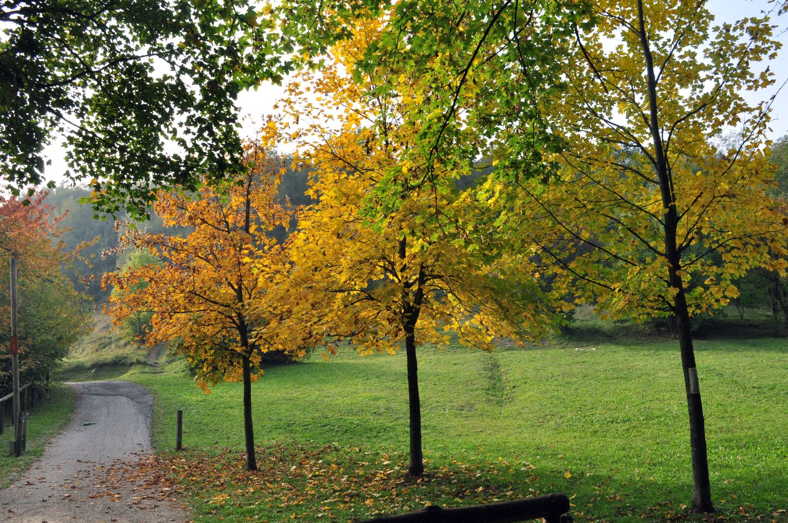 Nikon D5000 sample photo. Autumn, trees, walk photography