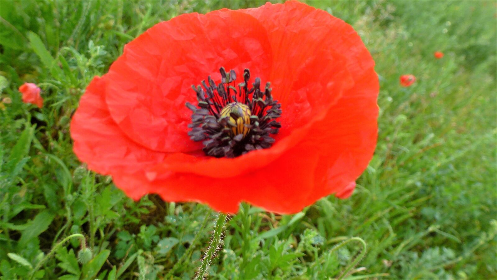 Panasonic Lumix DMC-ZS10 (Lumix DMC-TZ20 / Lumix DMC-TZ22) sample photo. Flower, nature, poppy photography