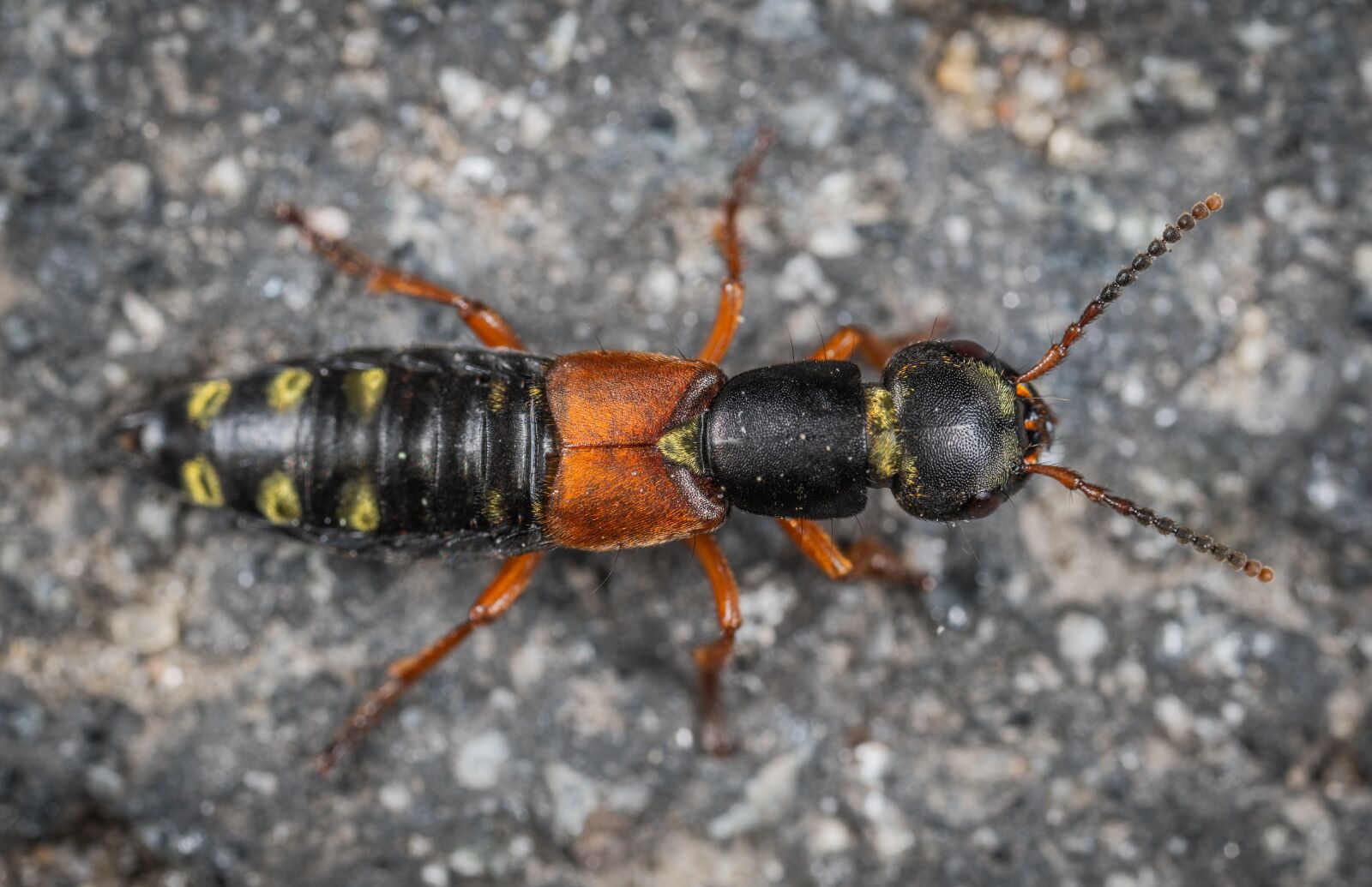 #124 65/2.8 sample photo. Insect, macro photography
