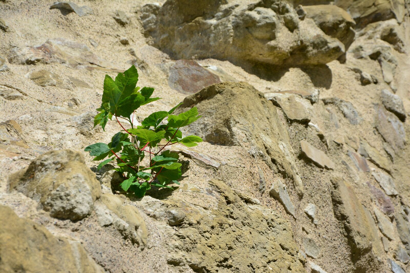Nikon D5200 sample photo. Rock, wall, plant photography