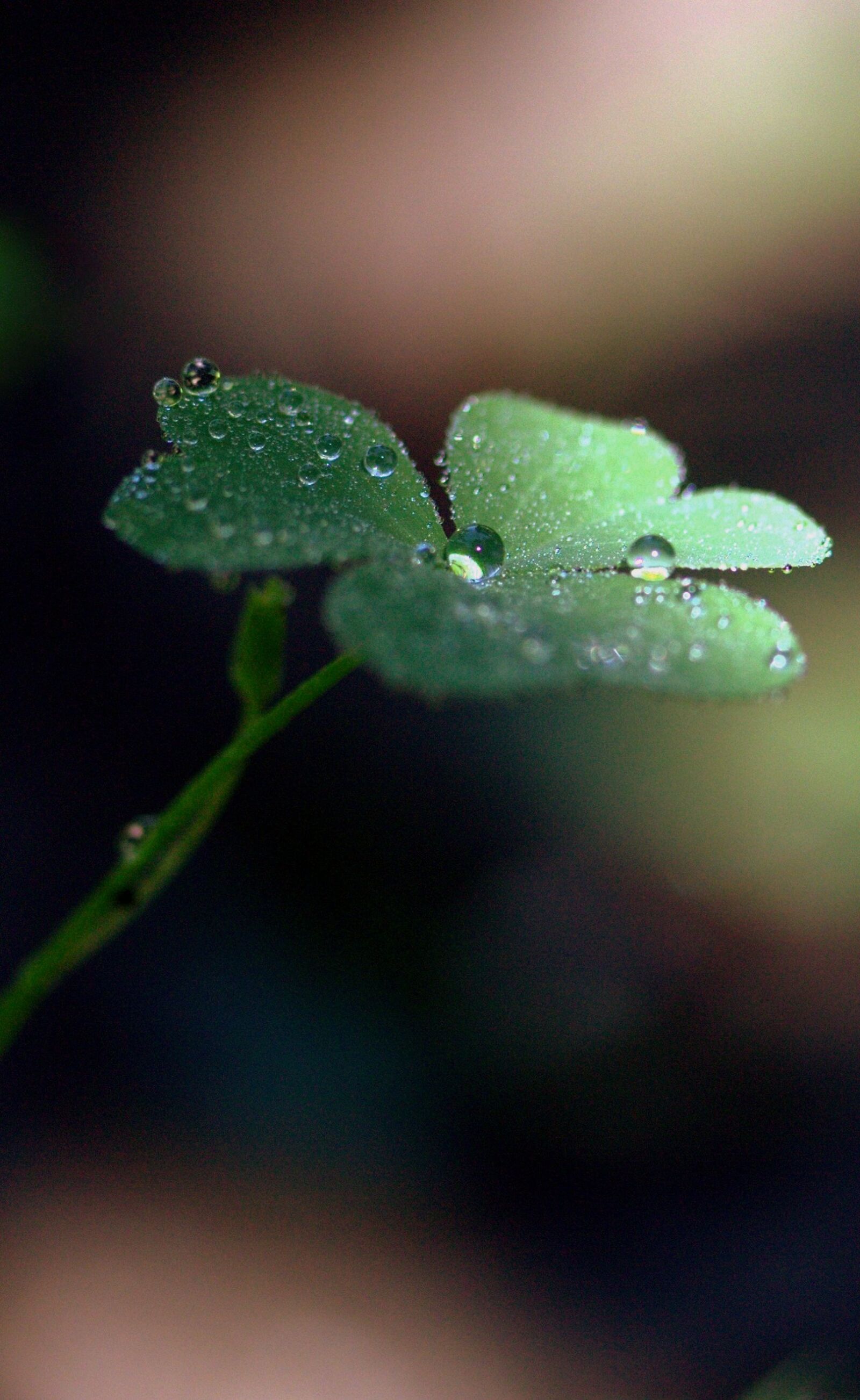 Canon EF-S 60mm F2.8 Macro USM sample photo. Clover, drops, dew photography