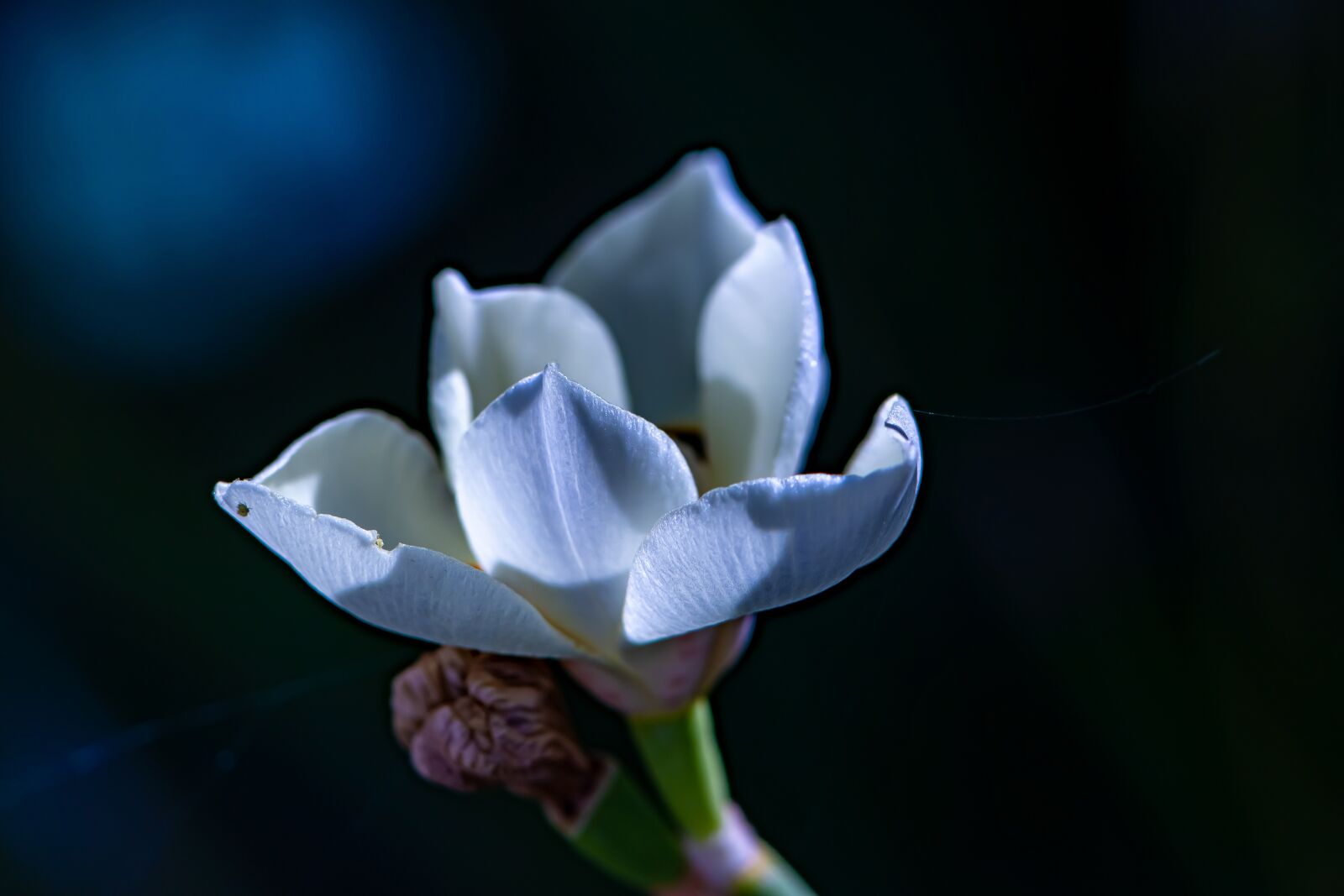 Nikon D5600 sample photo. Happy passover, mothers day photography
