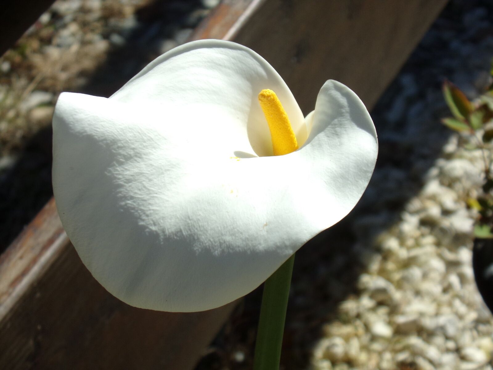 Kodak PIXPRO AZ251 sample photo. White flower, flowers, petals photography
