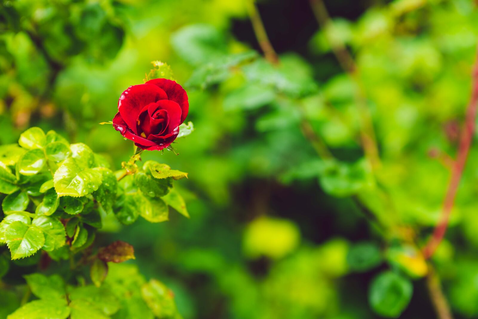 Nikon D750 sample photo. Rose, red, love photography