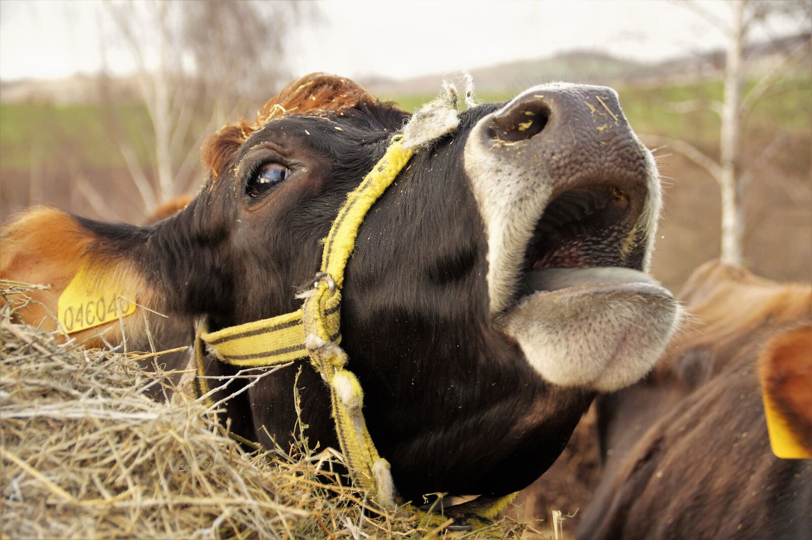 Sony SLT-A58 sample photo. Cow, dairy cow, economic photography