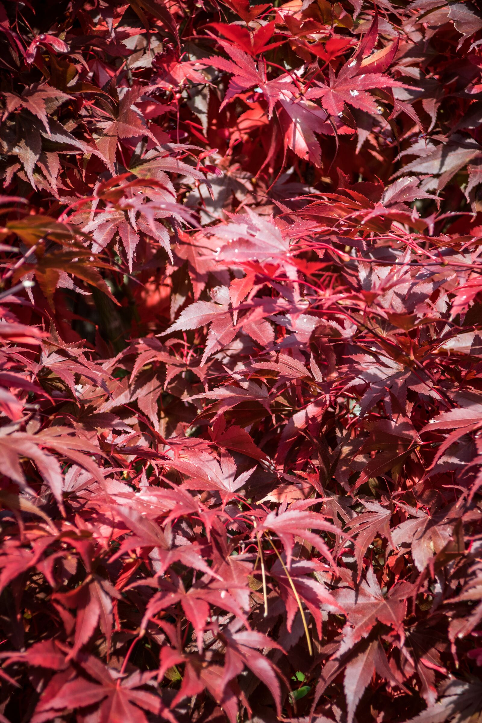 Nikon D5300 sample photo. Autumn, grass, nature photography