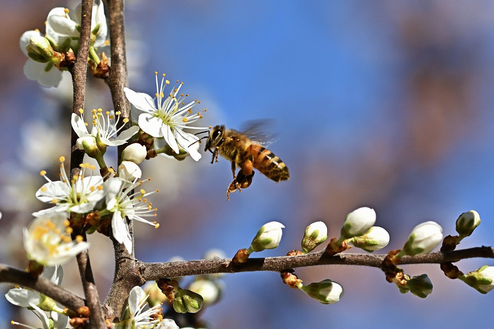 Nikon D5200 sample photo. Spring, flowers, honey bee photography