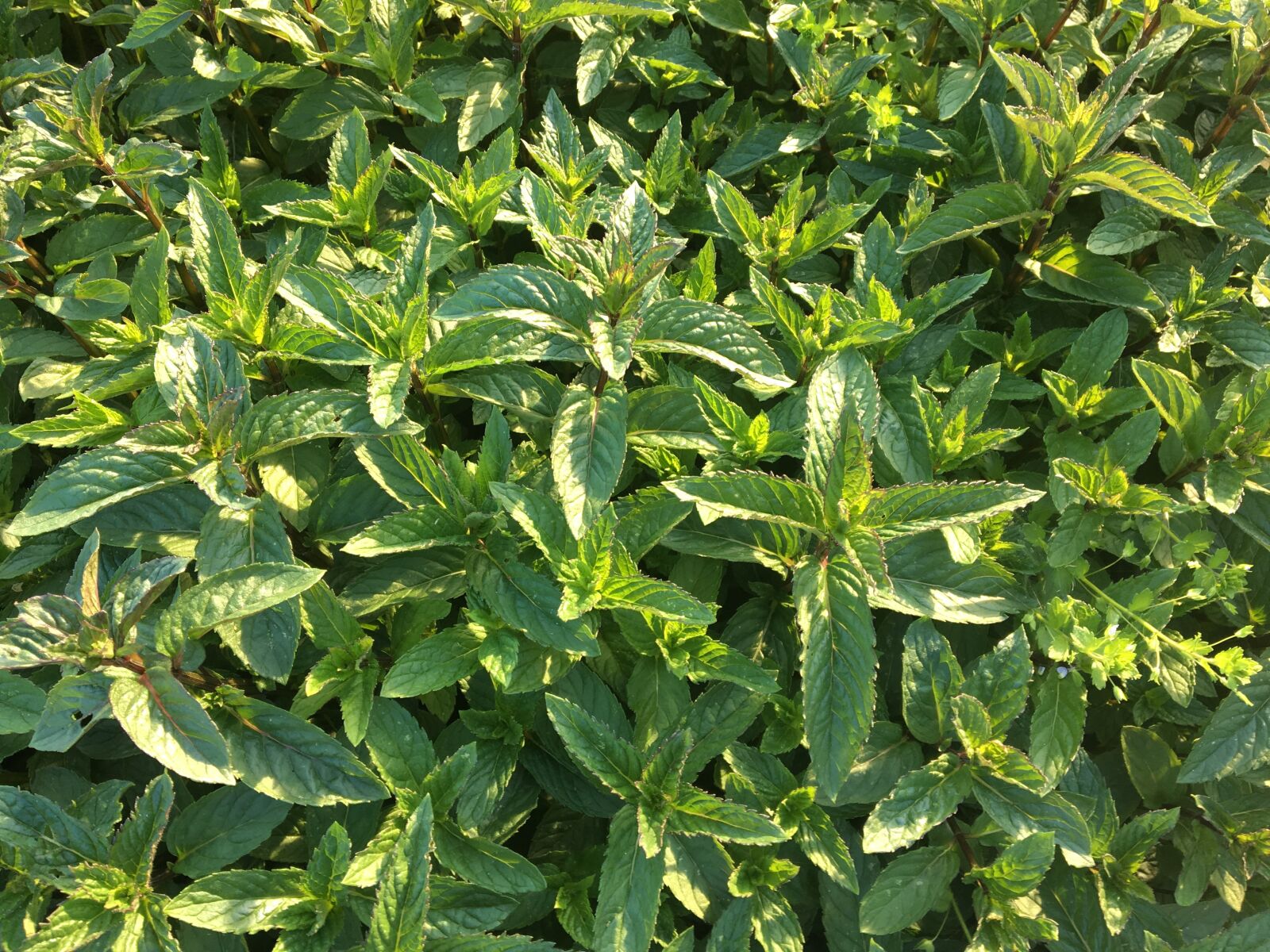 Apple iPhone 6s sample photo. Mint, peppermint, tee photography