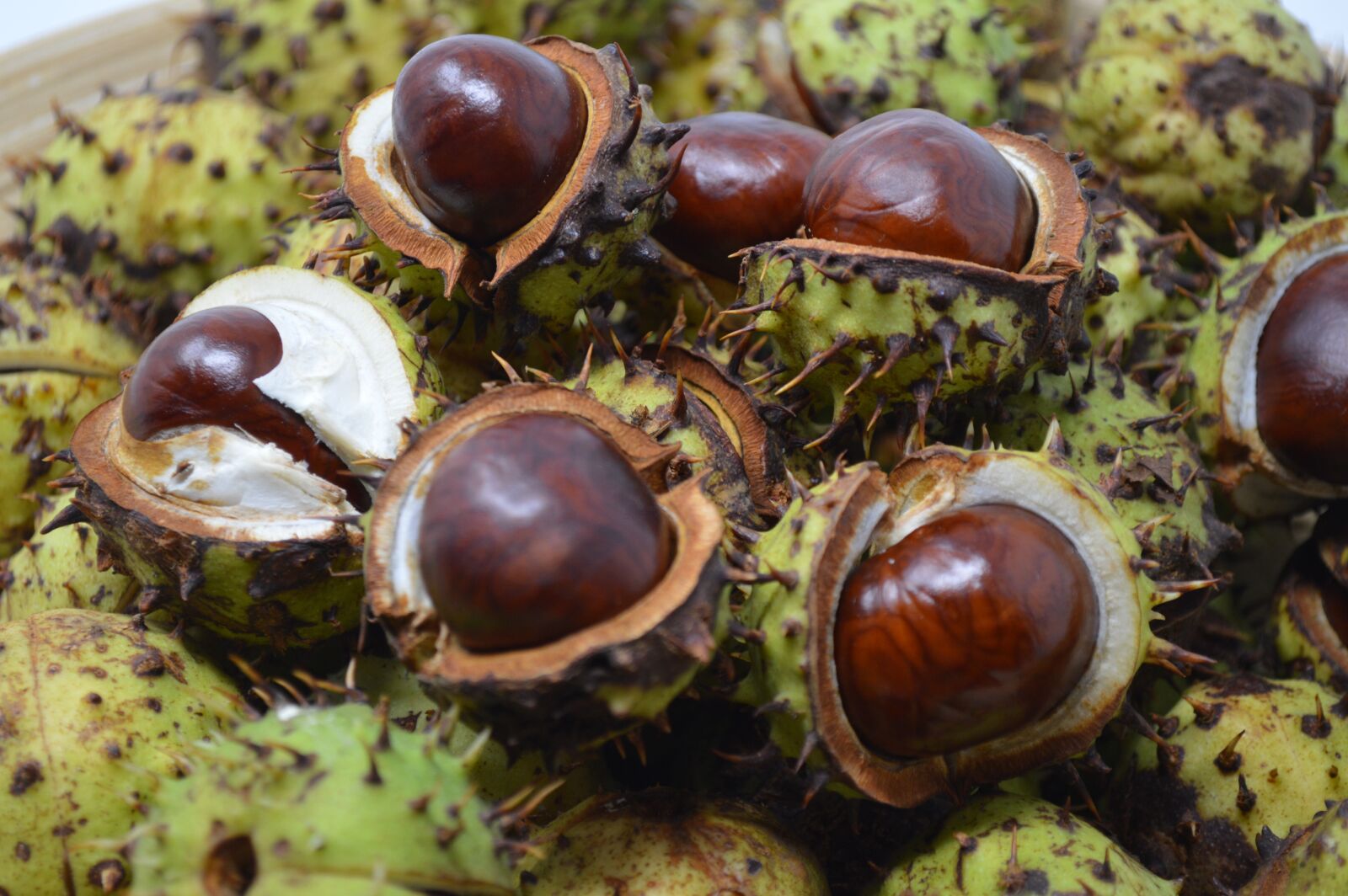 Nikon D3200 sample photo. Conker, conkers, horse chestnut photography