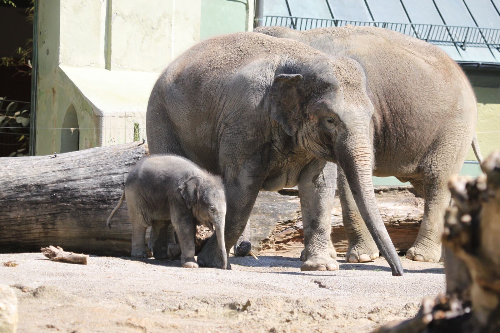 Canon EOS 500D (EOS Rebel T1i / EOS Kiss X3) sample photo. Elephant, young, baby elephant photography