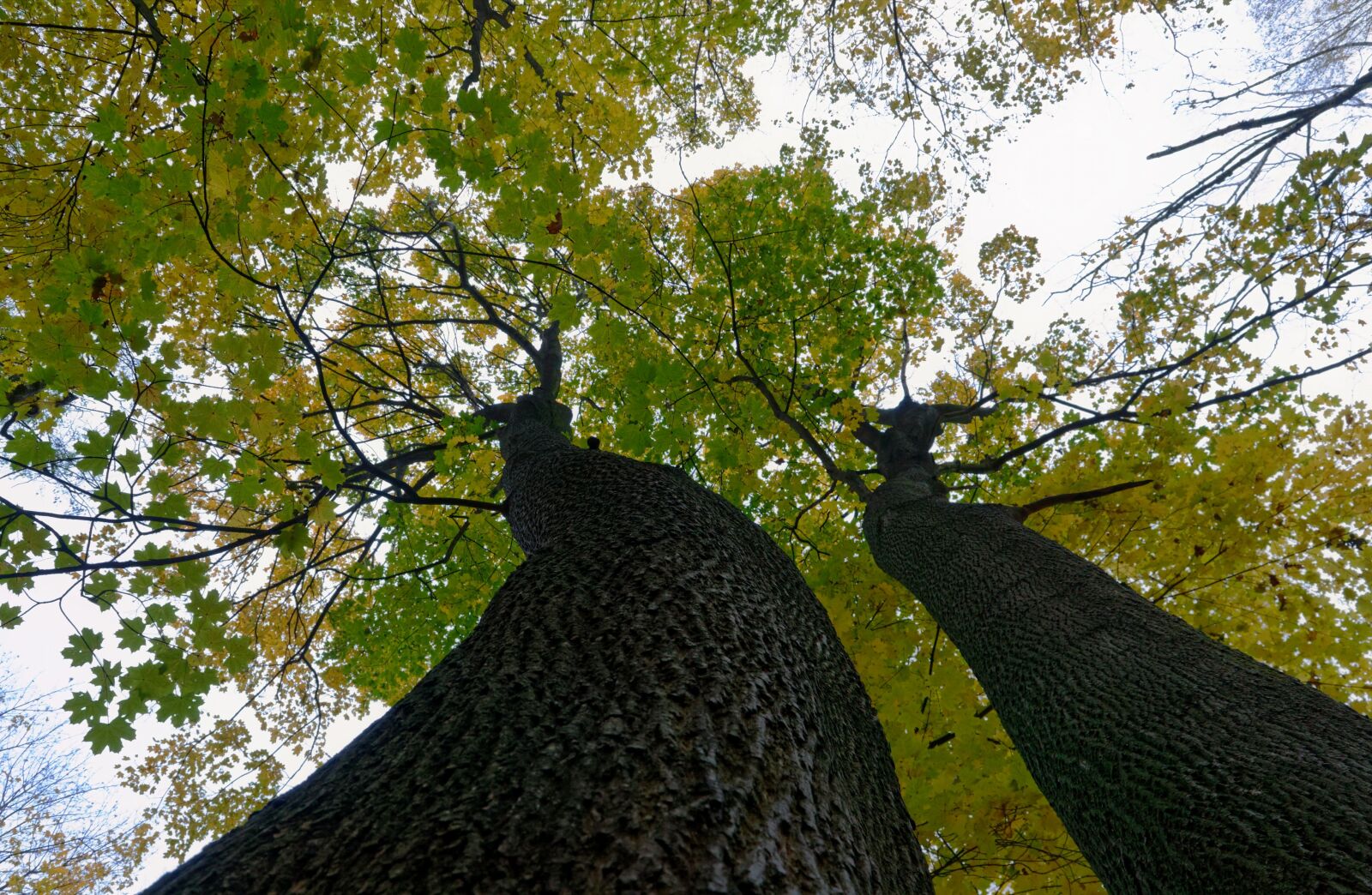 Nikon D3100 sample photo. Trees, trunks, leaves photography