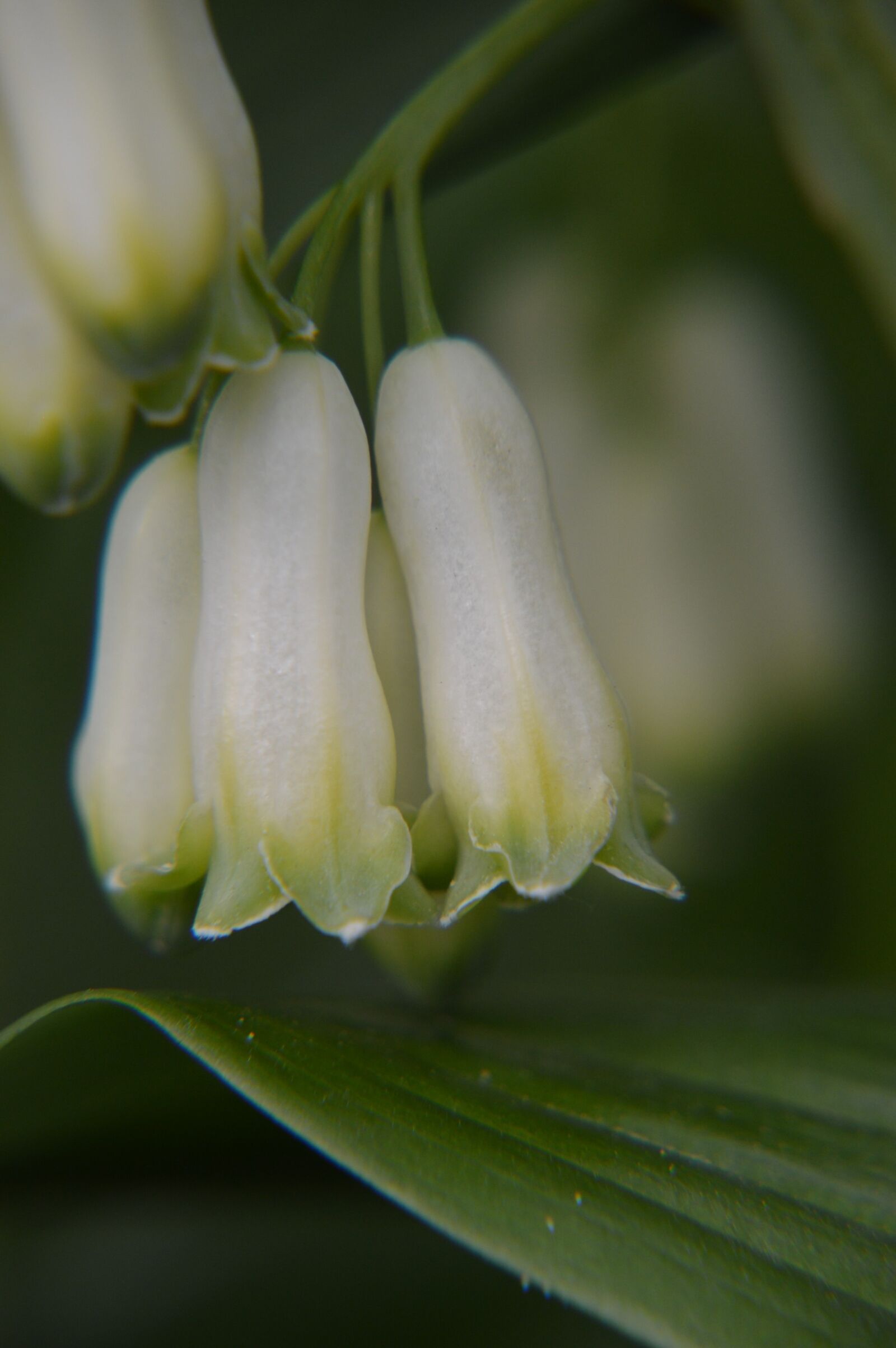 Nikon D3200 sample photo. Fuchsia, petals, bells photography