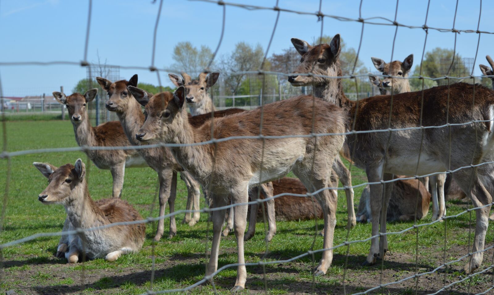 Nikon D3200 sample photo. Animal, nature, reindeer photography