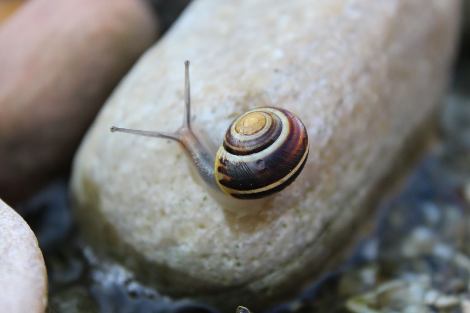 Canon EOS 1200D (EOS Rebel T5 / EOS Kiss X70 / EOS Hi) sample photo. Snail, animal, reptile photography