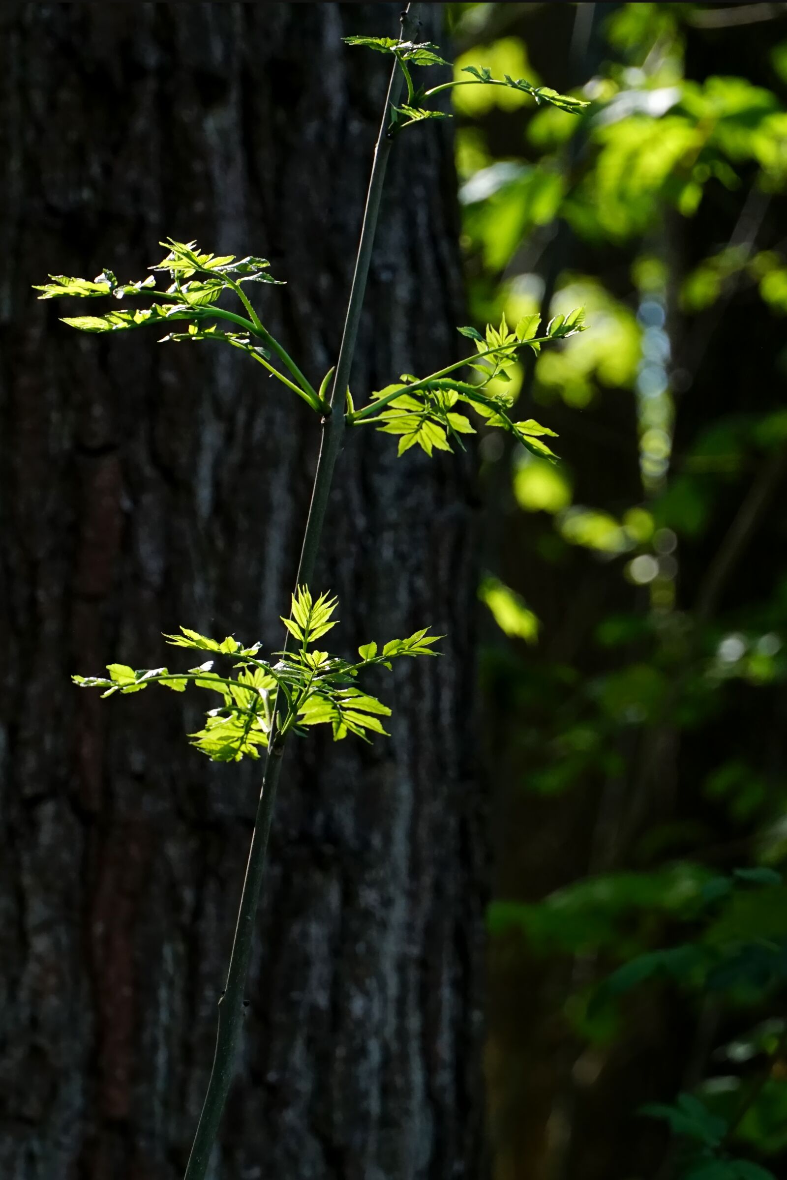 Sony E 18-135mm F3.5-5.6 OSS sample photo. Wood, tree, spring photography