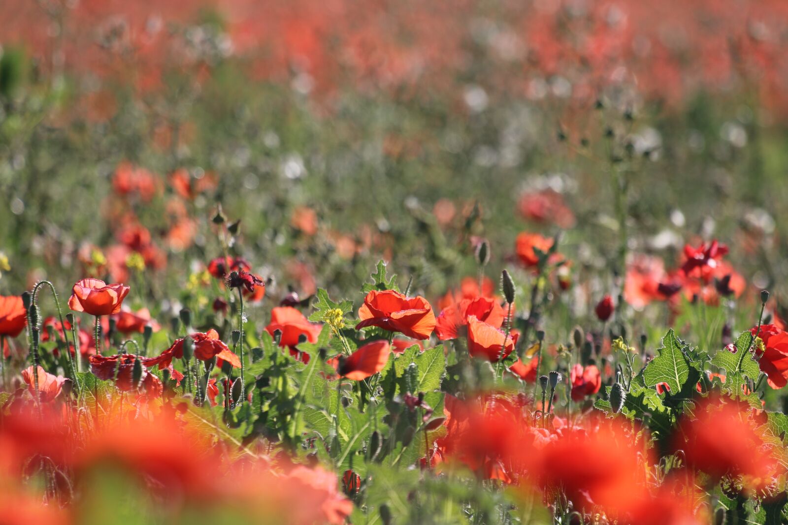 Canon EOS 70D sample photo. Poppies, fields, flowers photography