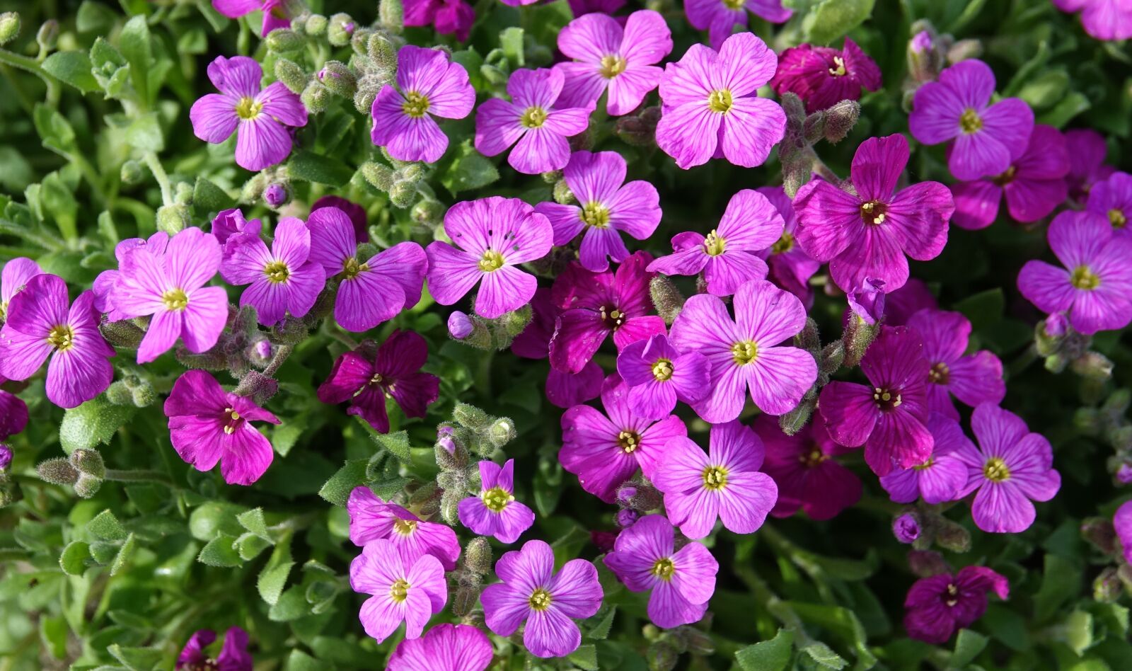 Sony Cyber-shot DSC-RX10 III sample photo. Flower, flowers, garden photography