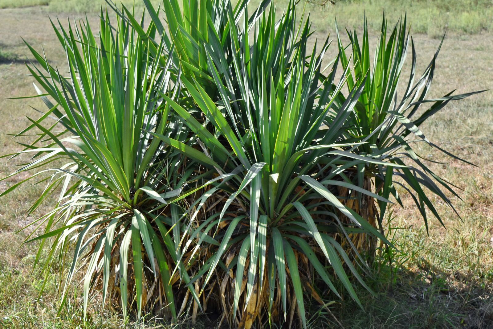 Nikon D5500 sample photo. Desert plant, exotic, botanical photography