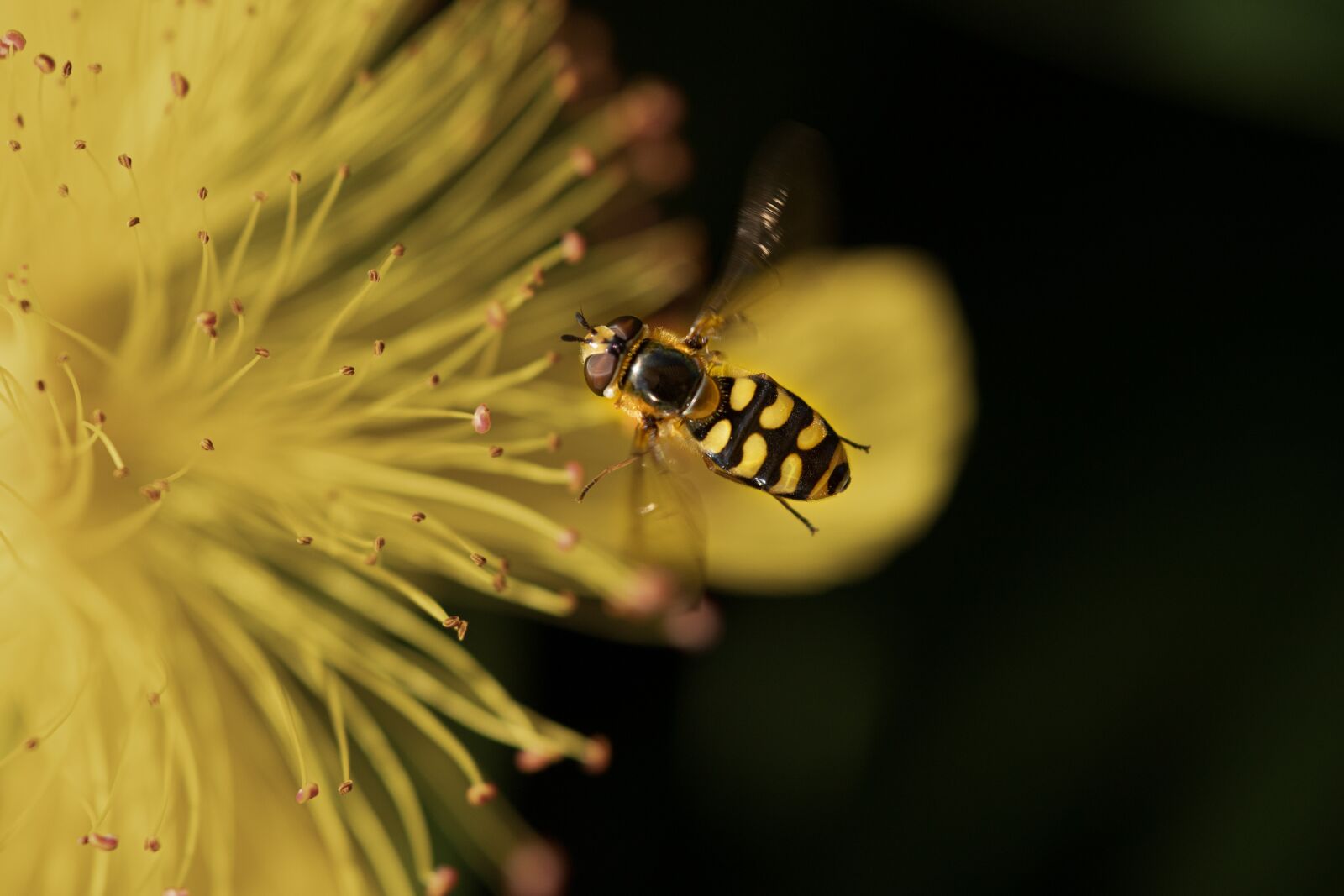 Canon EOS 6D Mark II sample photo. Hover fly, insect, close photography