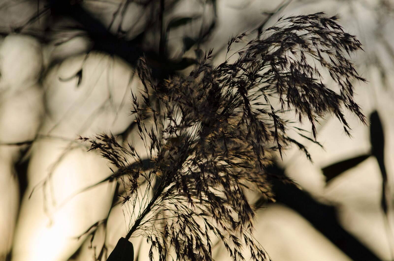 Nikon D5100 sample photo. Reed, nature, grass photography