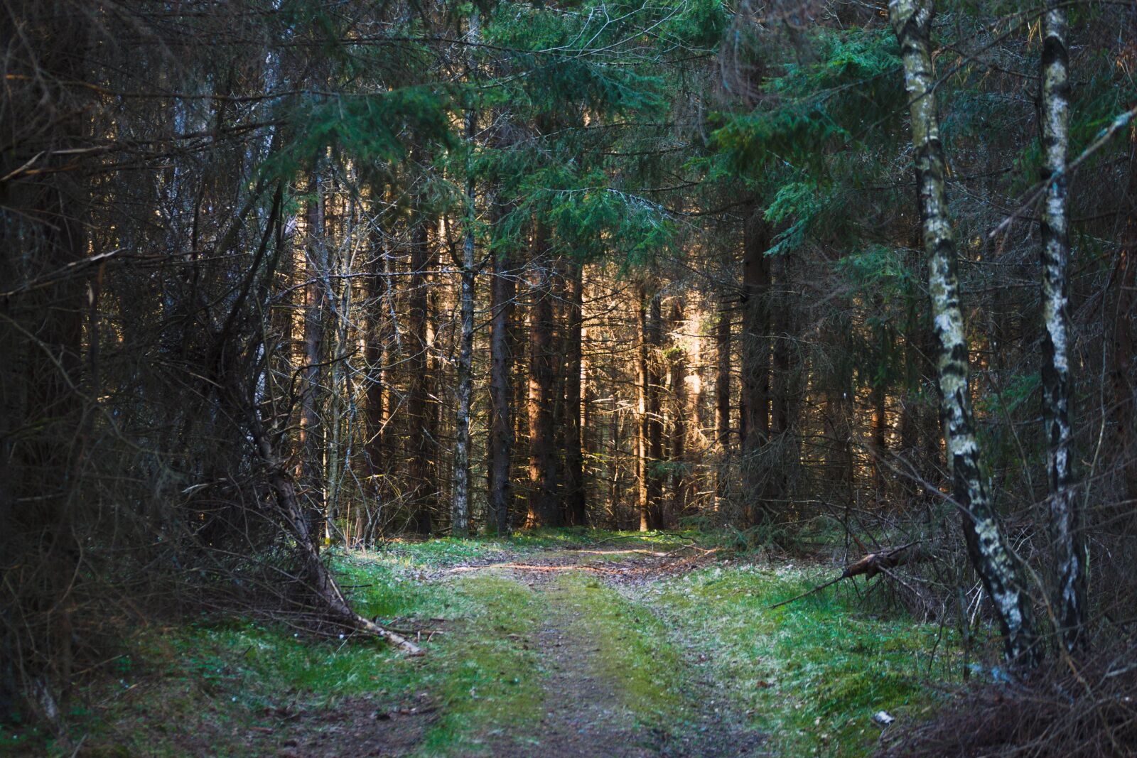 Nikon D3500 sample photo. Forest, nature, tree photography